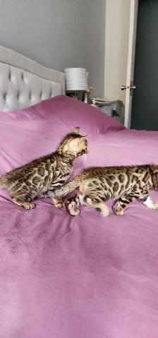 Bengal Kittens (Rosettes on Gold) TICA registration - Photo 5