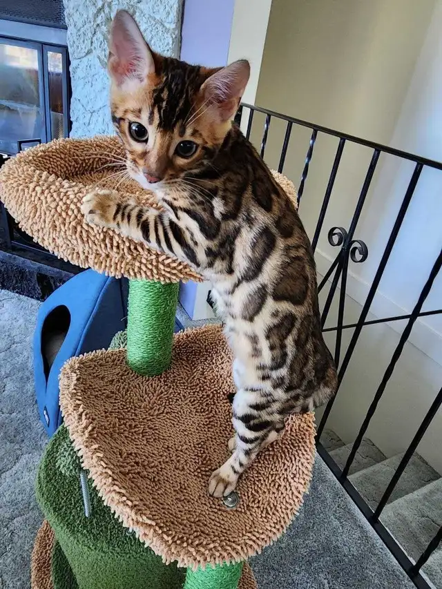 Bengal Kittens (Rosettes on Gold) TICA registration - Photo 6