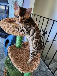Bengal Kittens (Rosettes on Gold) TICA registration - Photo 6