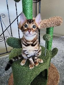 Bengal Kittens (Rosettes on Gold) TICA registration - Photo 7