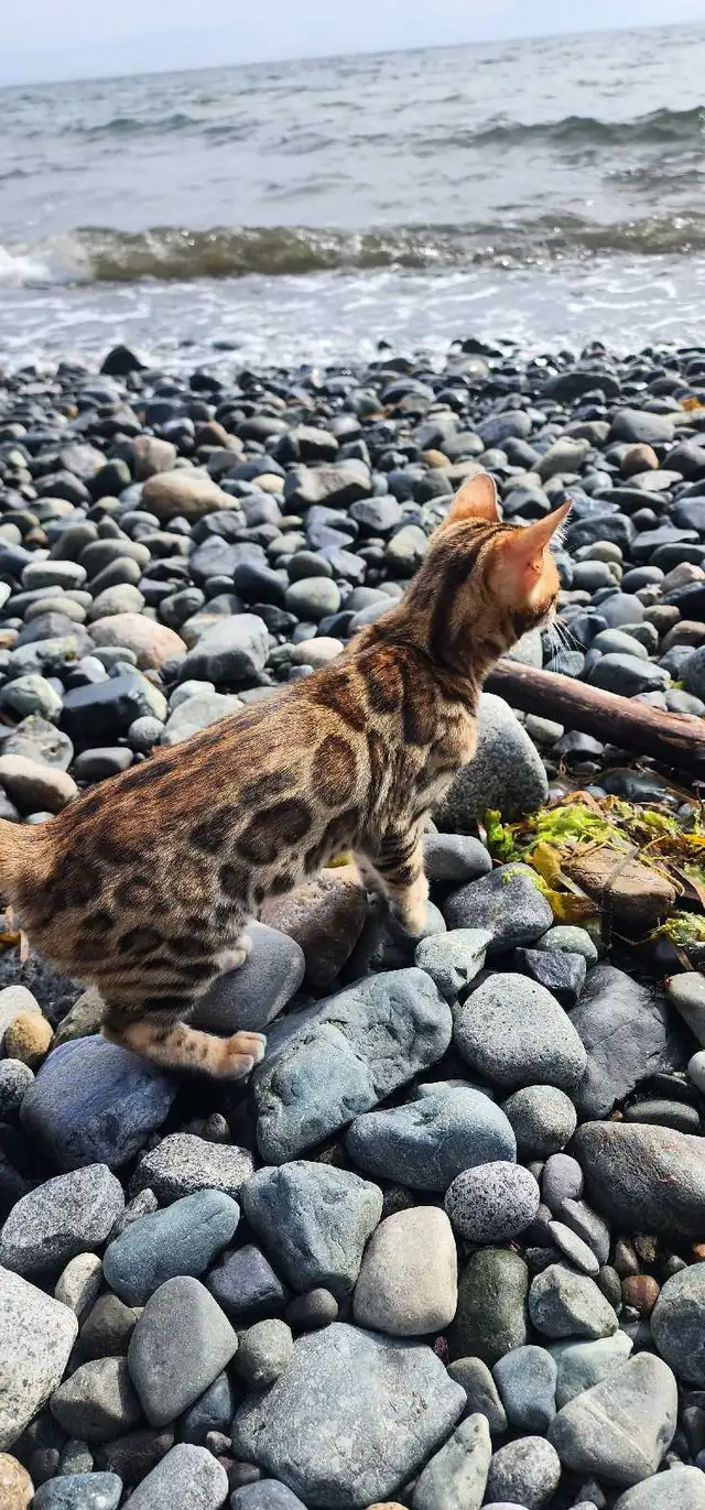 Bengal Kittens (Rosettes on Gold) TICA registration - Photo 10