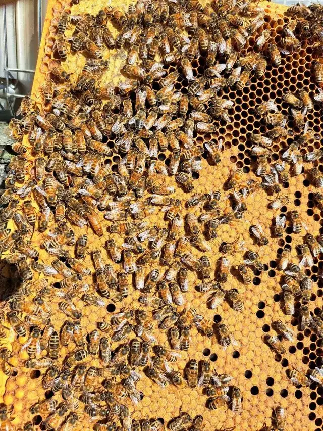 Bees for sale