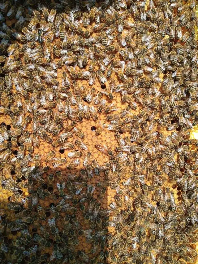 Bees for sale - Photo 2