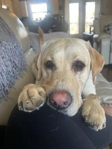 LOST DOGS