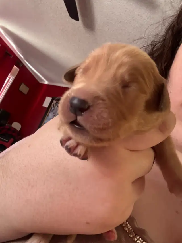 purebred red  golden retrievers
