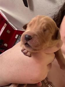 purebred red  golden retrievers