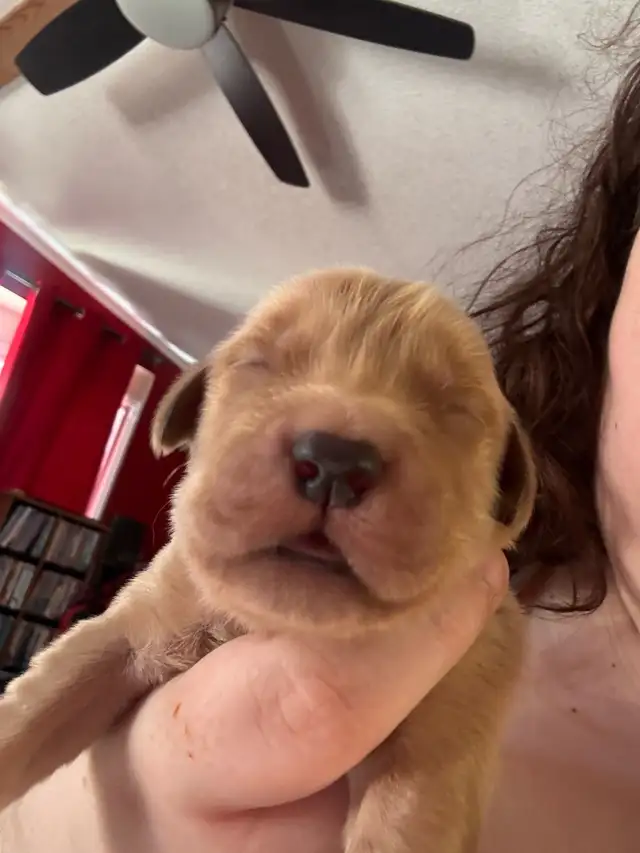 purebred red  golden retrievers - Photo 2