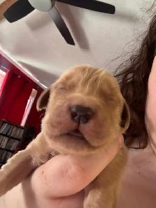 purebred red  golden retrievers - Photo 2