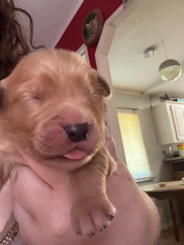 purebred red  golden retrievers - Photo 3
