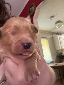 purebred red  golden retrievers - Photo 3