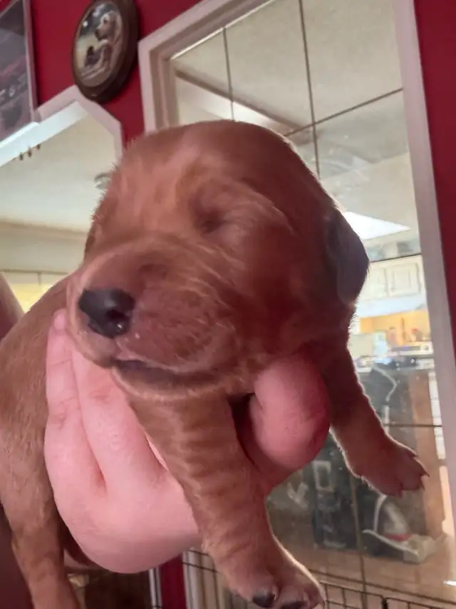 purebred red  golden retrievers - Photo 4
