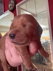 purebred red  golden retrievers - Photo 4