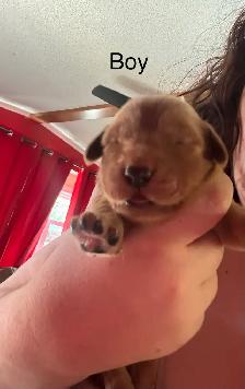 purebred red  golden retrievers - Photo 5