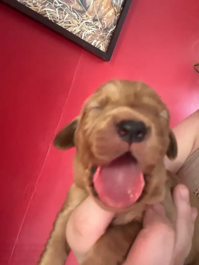 purebred red  golden retrievers - Photo 6