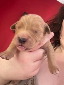 purebred red  golden retrievers - Photo 7