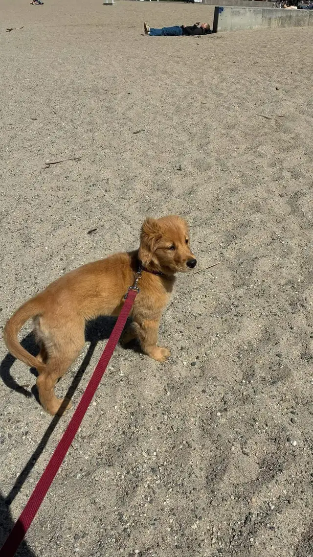 purebred red  golden retrievers - Photo 8