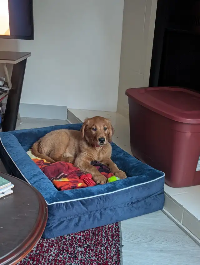 purebred red  golden retrievers - Photo 9