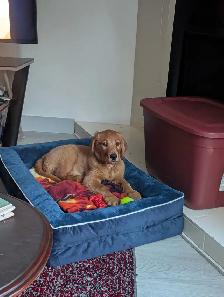 purebred red  golden retrievers - Photo 9