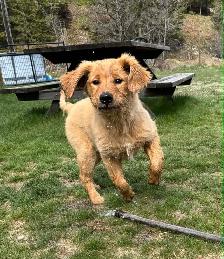 purebred red  golden retrievers - Photo 10