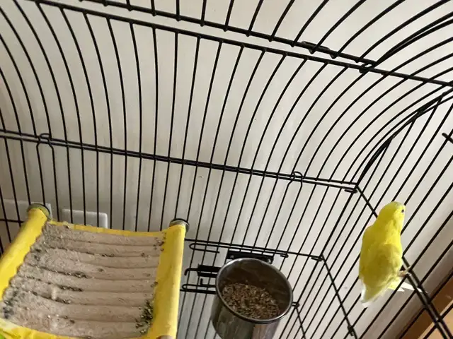Bird Yellow