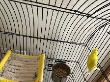 Bird Yellow