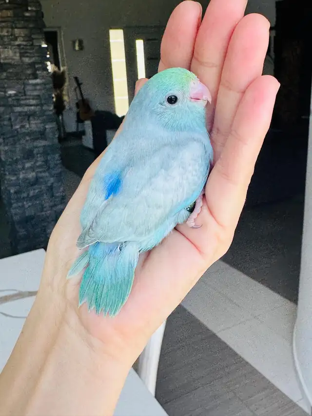 handtame and super friendly parrotlets - Photo 3