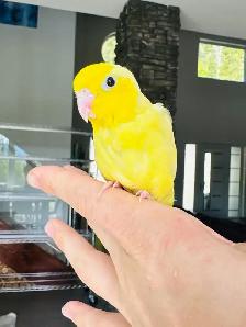 handfed and handtame parrotlets