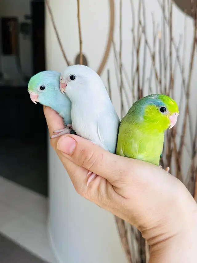 handfed and handtame parrotlets - Photo 4