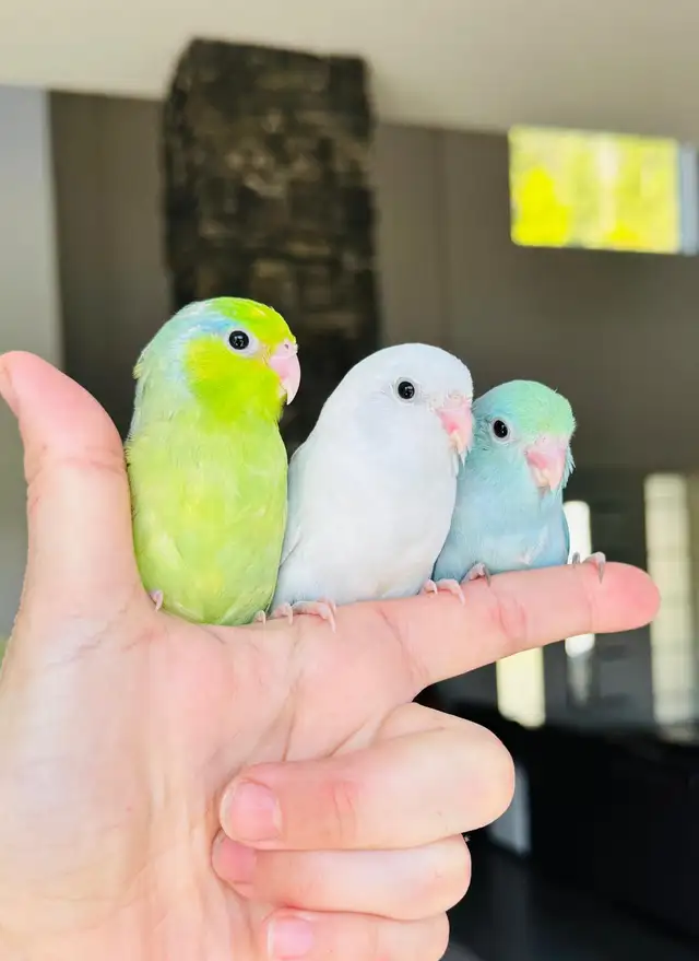 handfed and handtame parrotlets - Photo 5