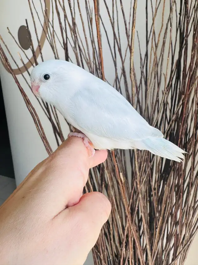 handfed and handtame parrotlets - Photo 6