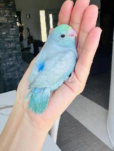 super friendly and handfed parrotlet babies