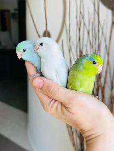 super friendly and handfed parrotlet babies - Photo 3