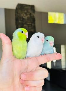 super friendly and handfed parrotlet babies - Photo 4