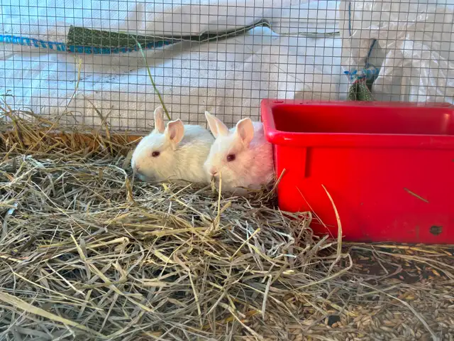 Purebred New Zealand rabbits for sale!