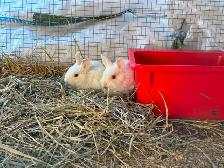 Purebred New Zealand rabbits for sale!