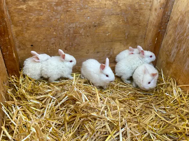Purebred New Zealand rabbits for sale! - Photo 2