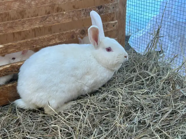 Purebred New Zealand rabbits for sale! - Photo 3
