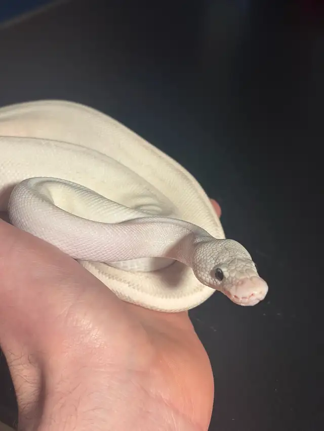 Ball Pythons
