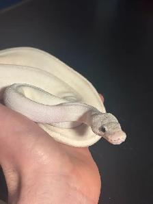 Ball Pythons