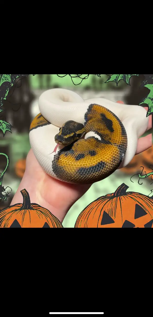 Ball Pythons - Photo 2