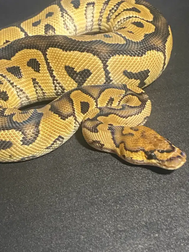 Ball Pythons - Photo 3