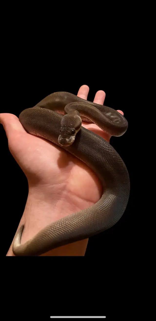 Ball Pythons - Photo 4