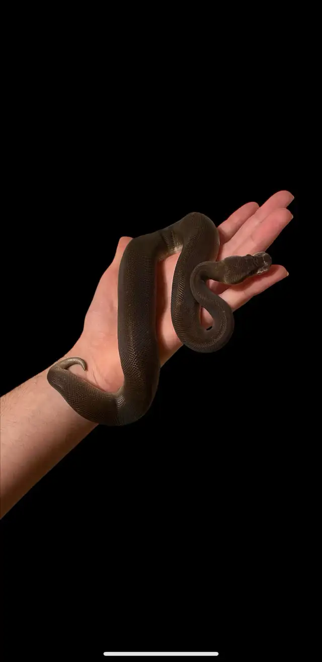 Ball Pythons - Photo 5