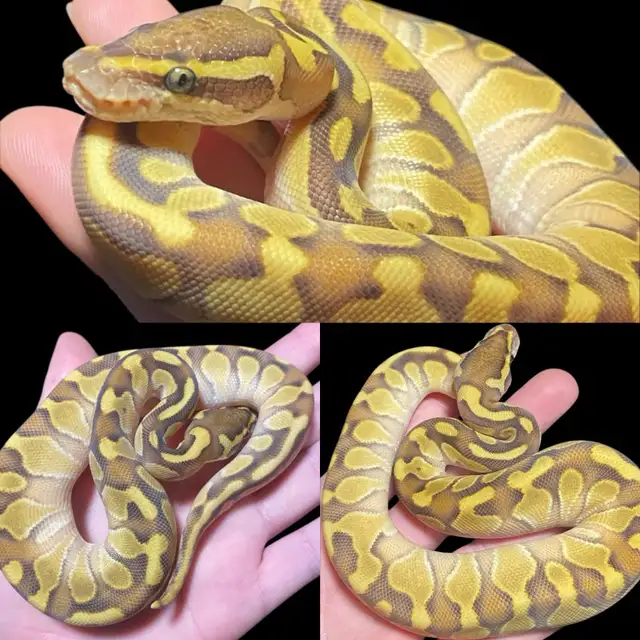 Ball Pythons - Photo 6