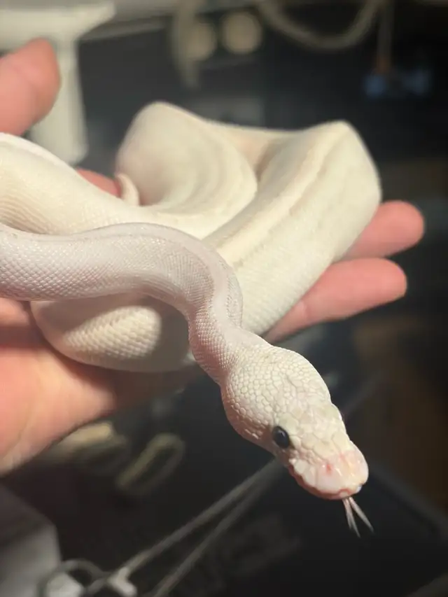Ball Pythons - Photo 7