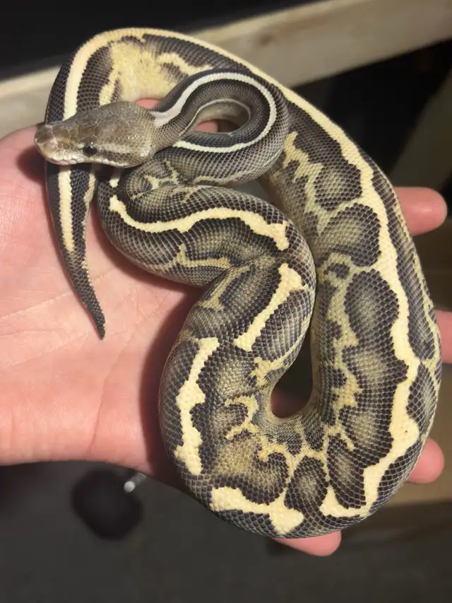 Ball Pythons - Photo 8
