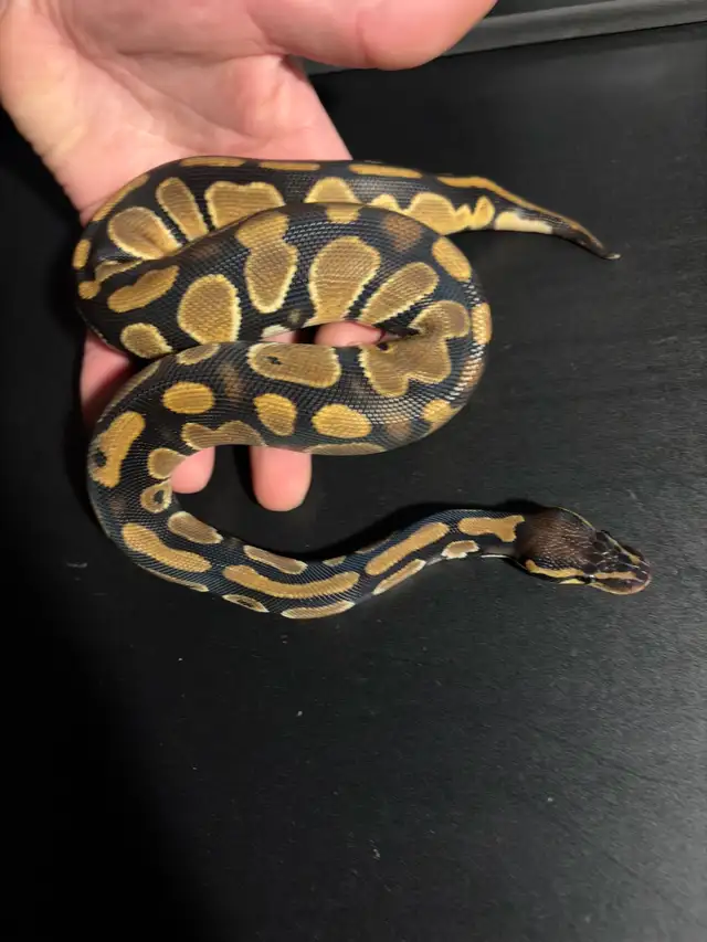 Ball Pythons - Photo 9