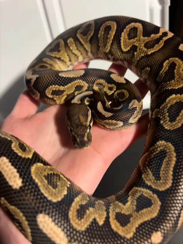 Ball Pythons - Photo 10