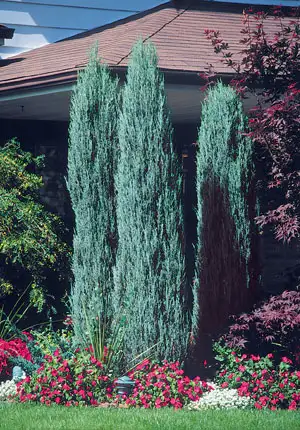 Cedars , Boxwoods , Yews , Japanese Maple Trees , Flowers! - Photo 6