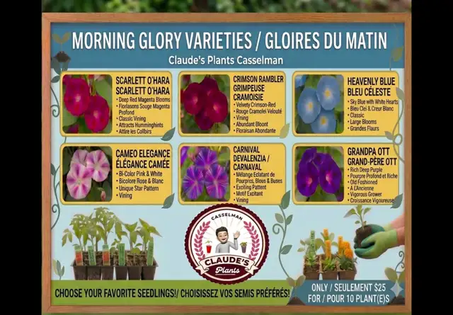 Plant Seedling Sale all month of May Casselman 10 for $25! - Photo 7